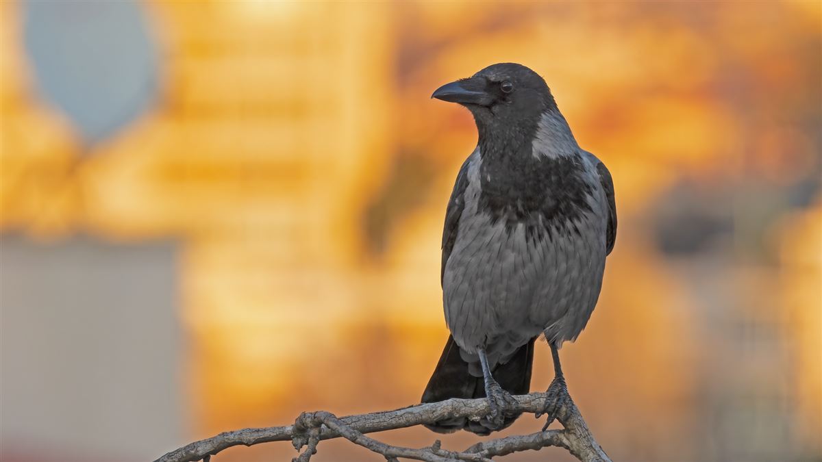 Hooded Crow