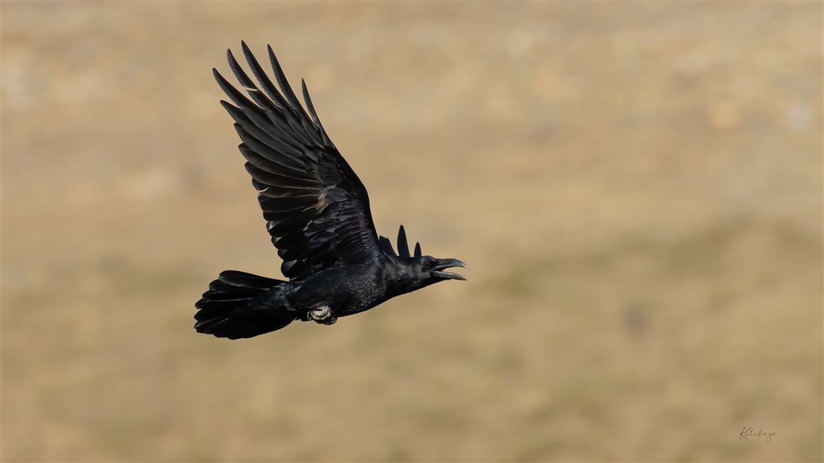 Northern Raven