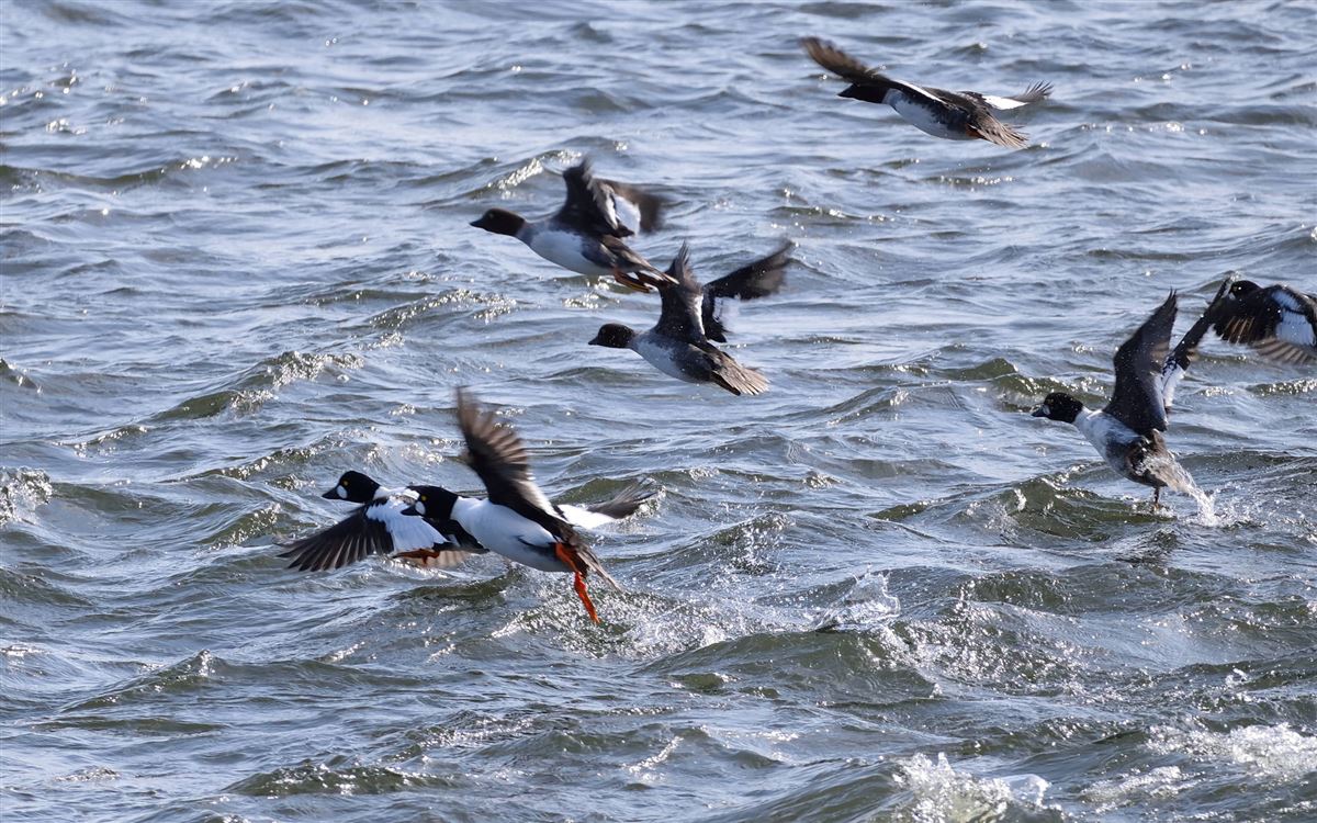 Common Goldeneye
