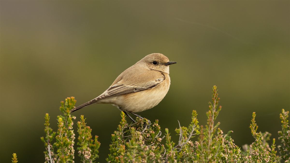 Desert Wheatear
