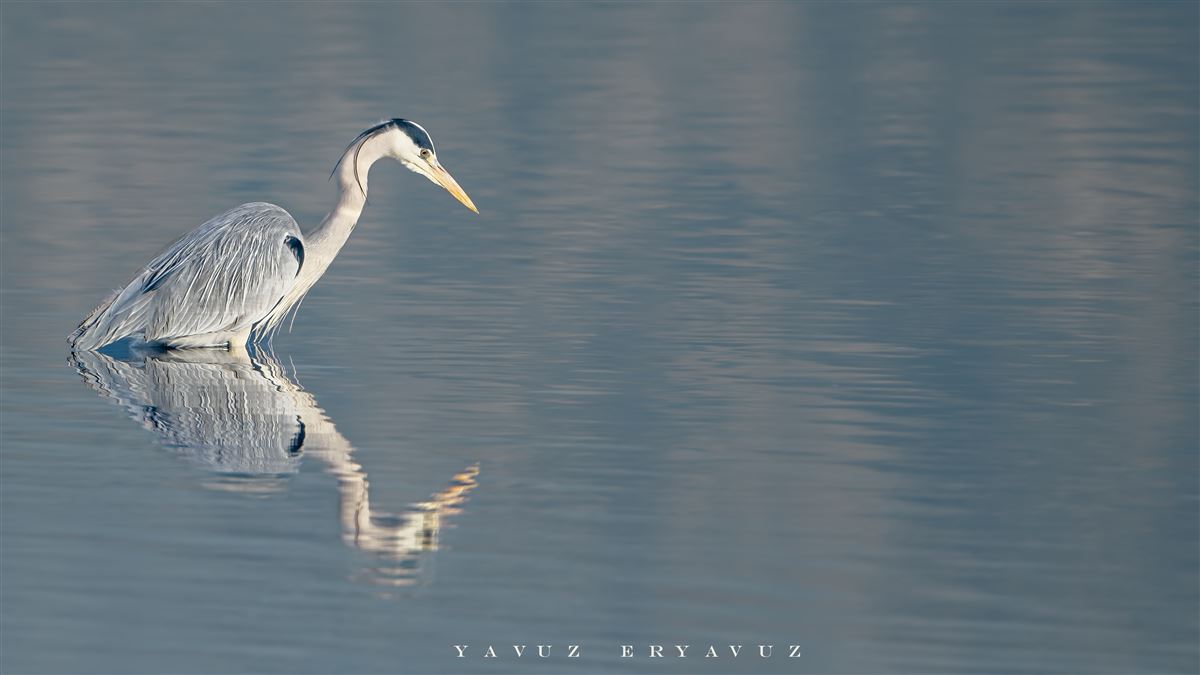 Grey Heron