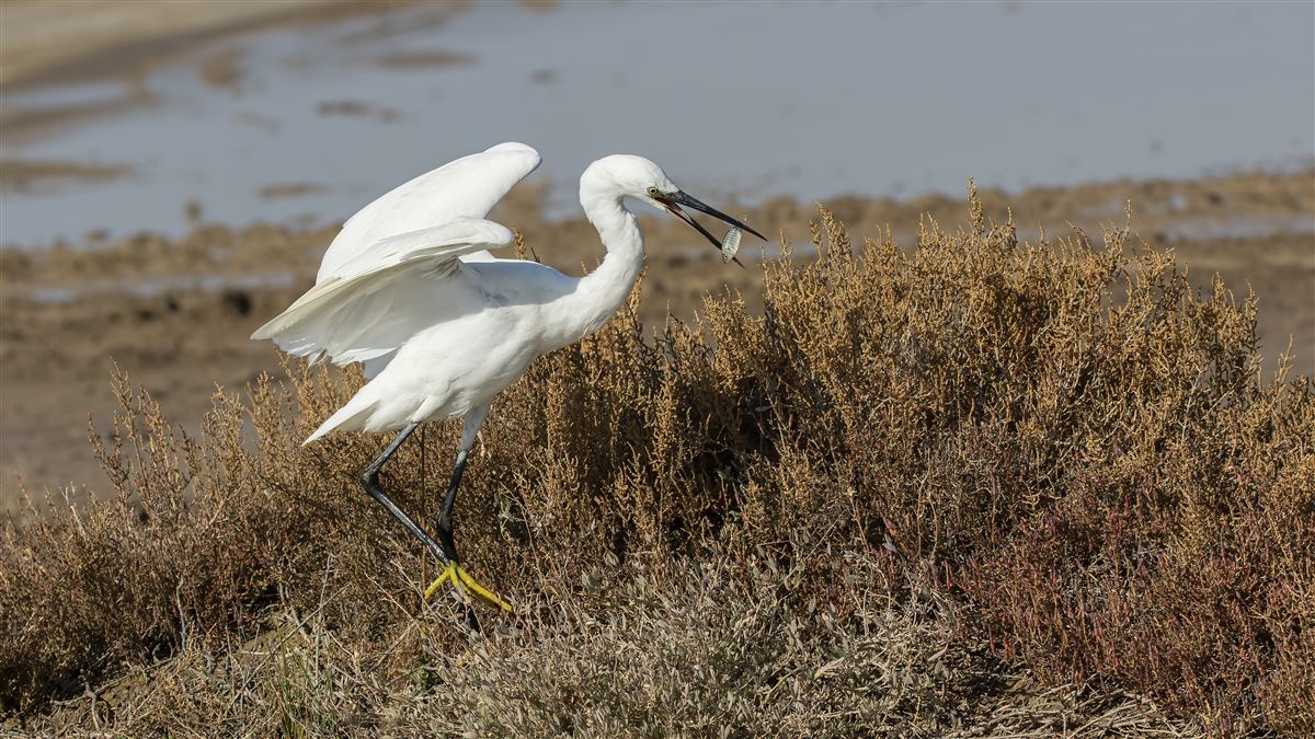 Little Egret
