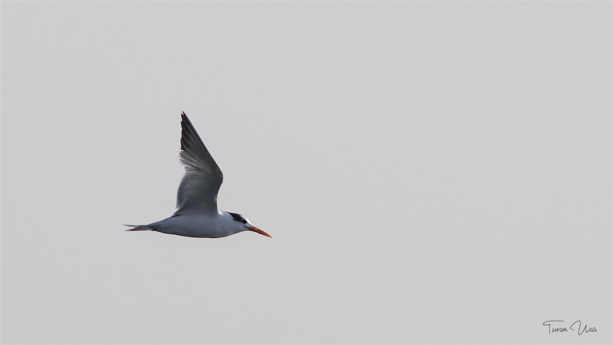Lesser Crested Tern