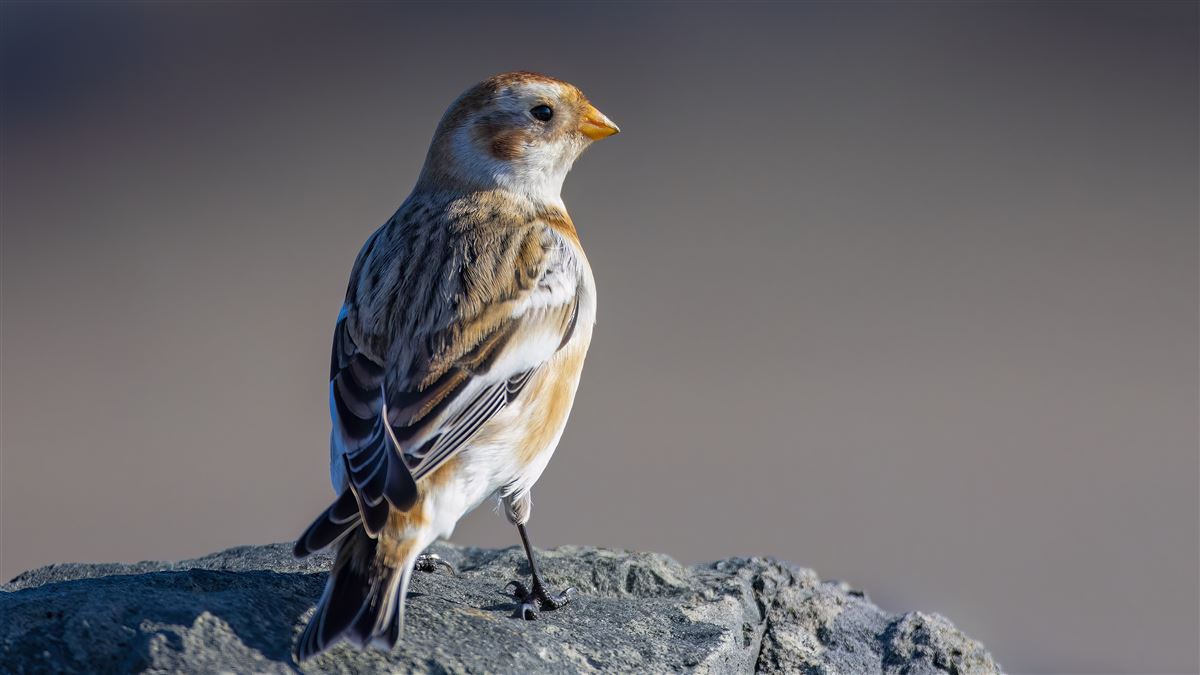 Snow Bunting