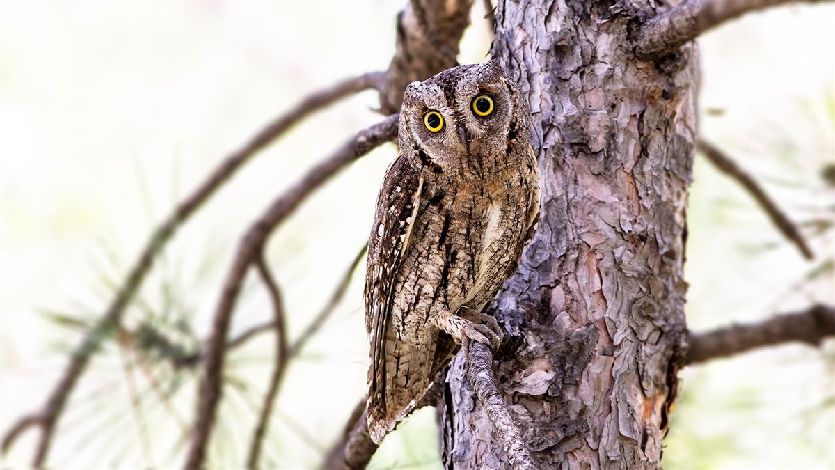 Eurasian Scops Owl