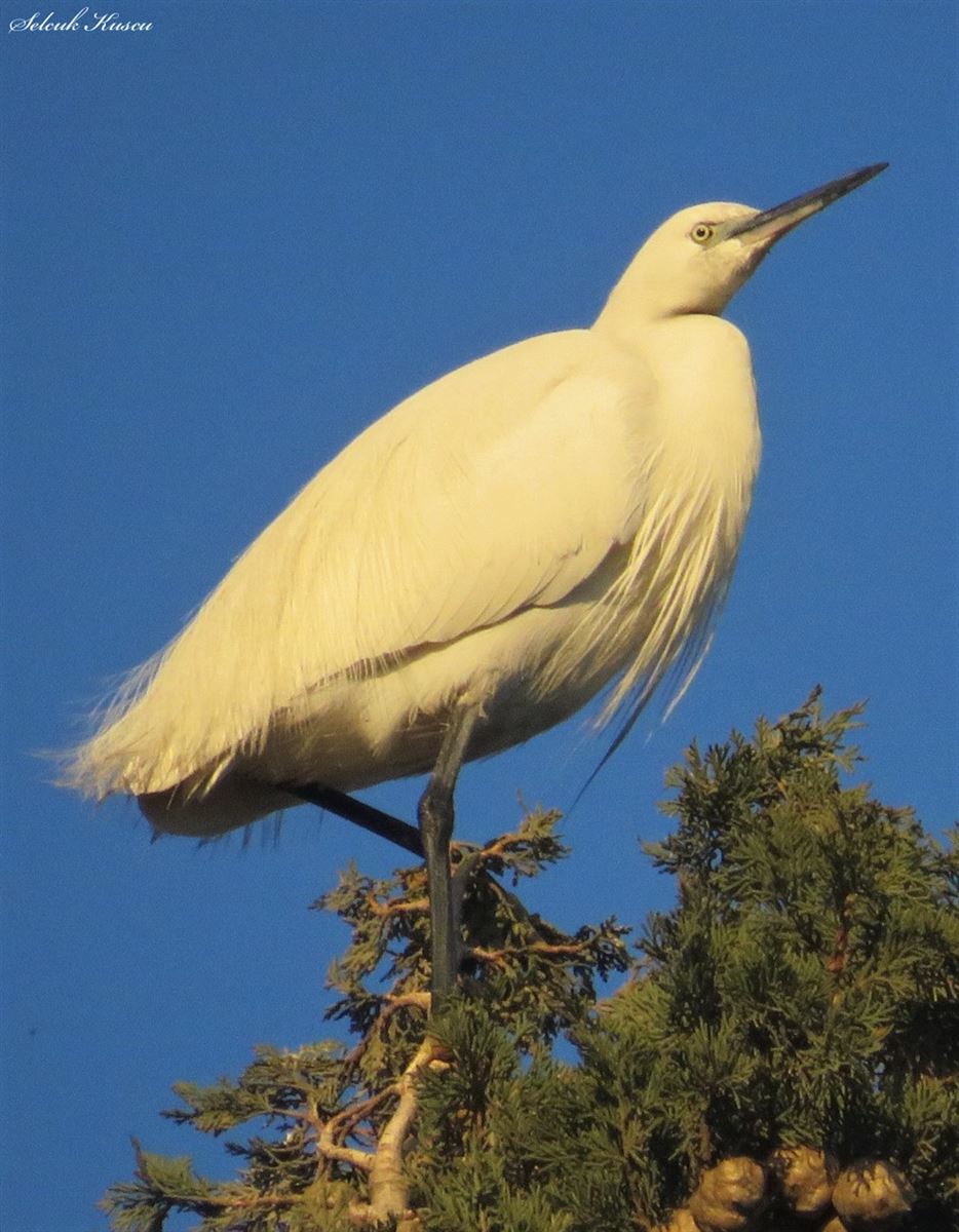 Little Egret