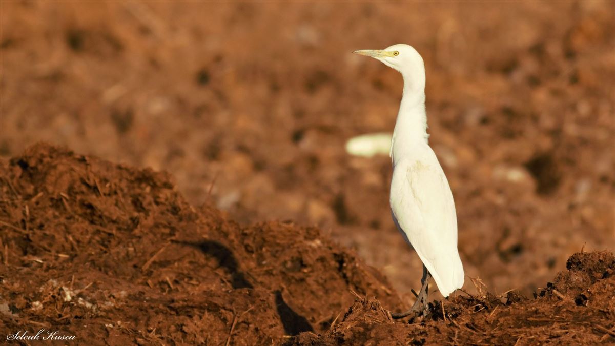 Western Cattle Egret