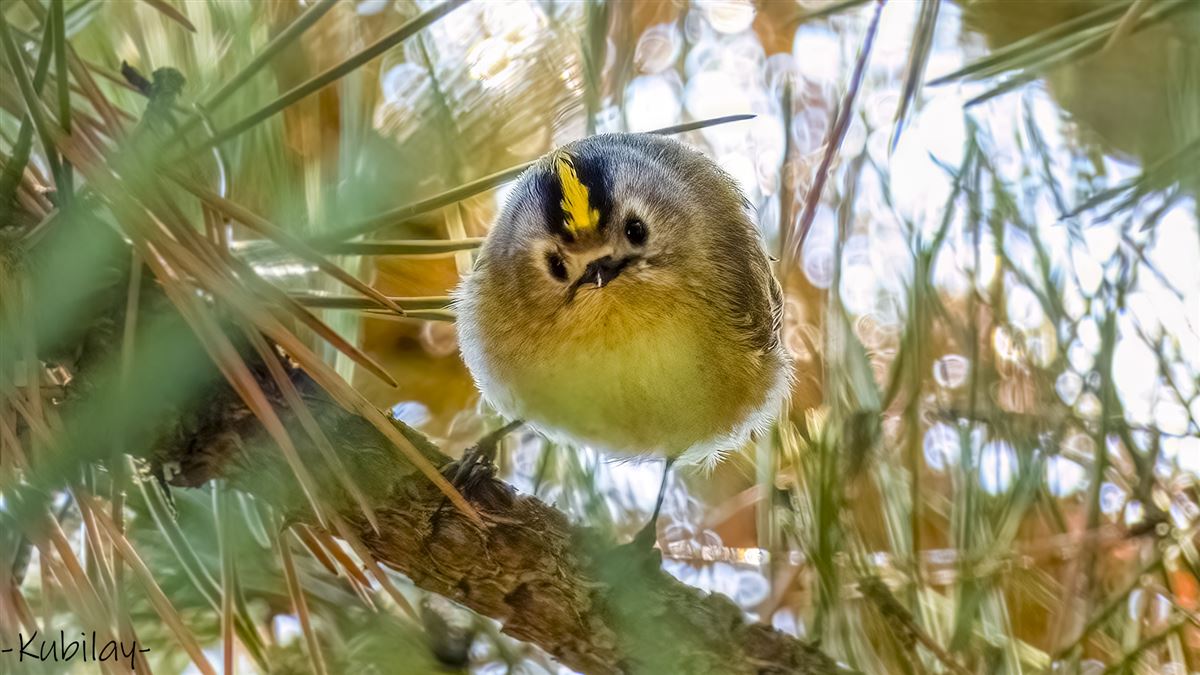 Goldcrest