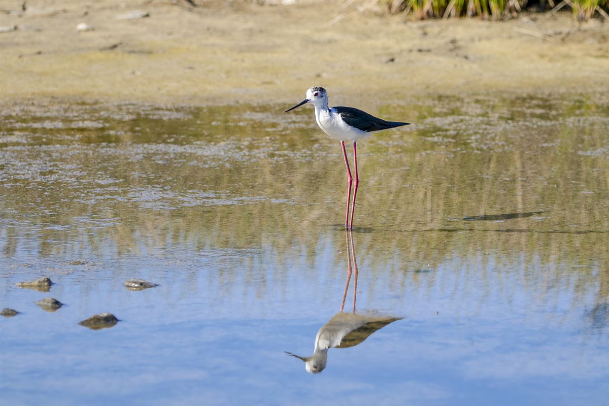 Black-winged Stilt
