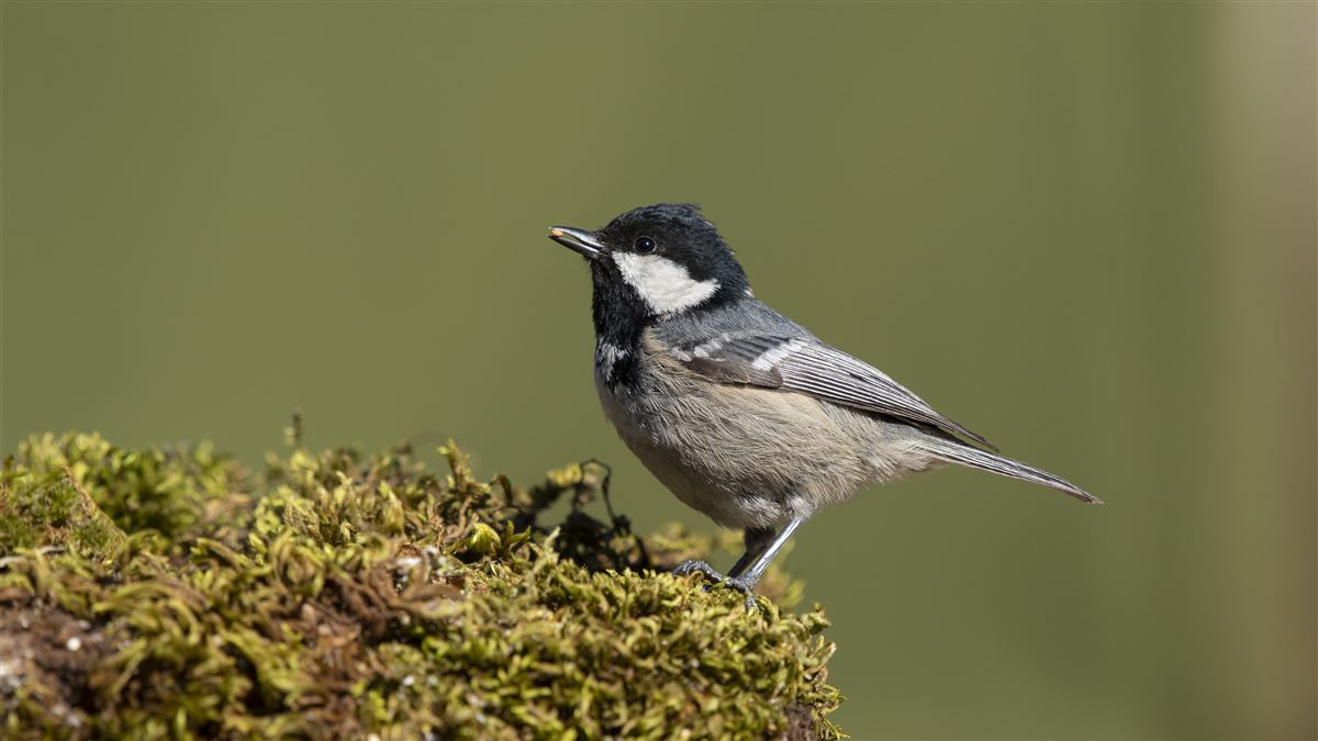 Coal Tit
