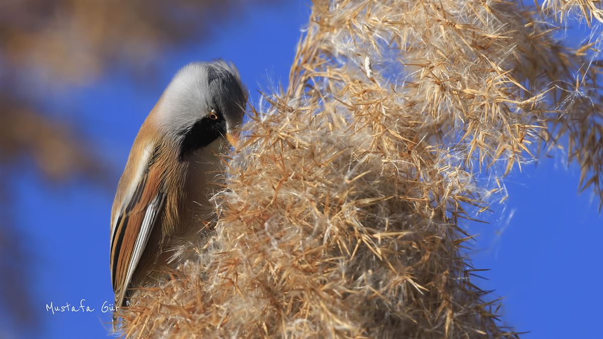 Bearded Reedling