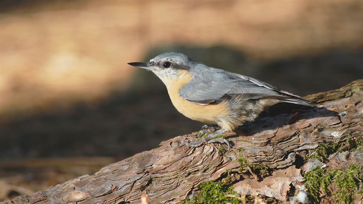Eurasian Nuthatch