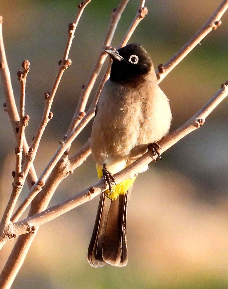 White-spectacled Bulbul