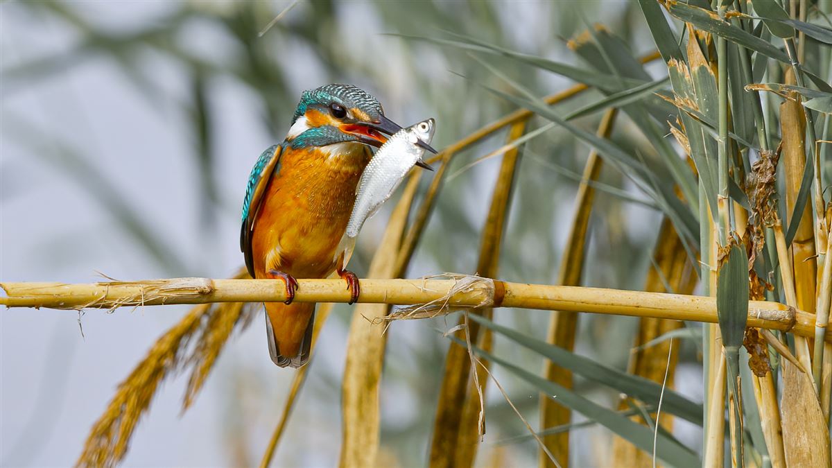 Common Kingfisher