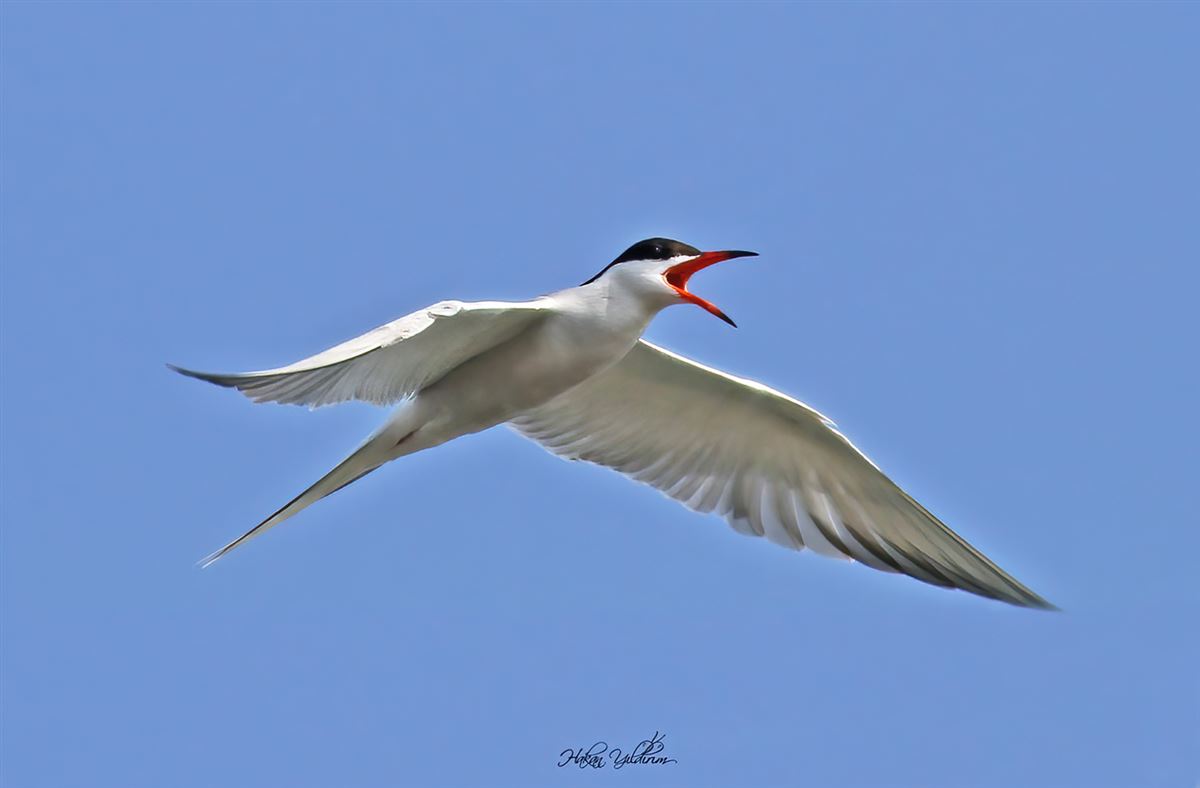 Common Tern