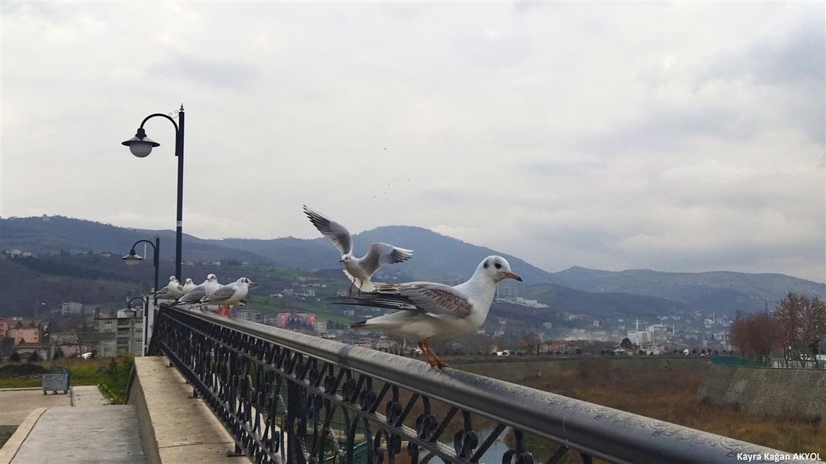 Black-headed Gull