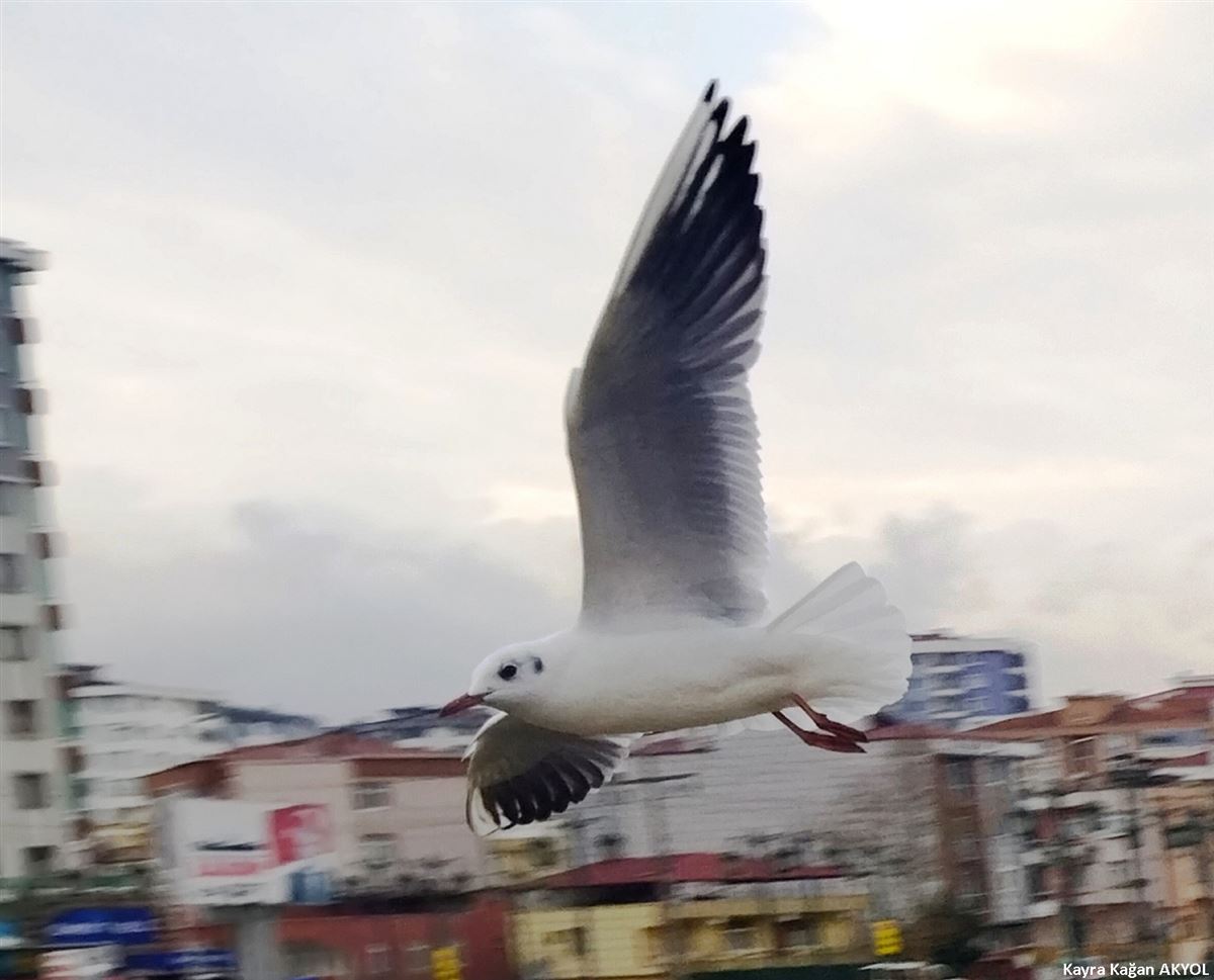 Black-headed Gull