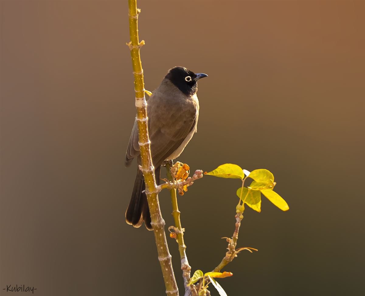 White-spectacled Bulbul