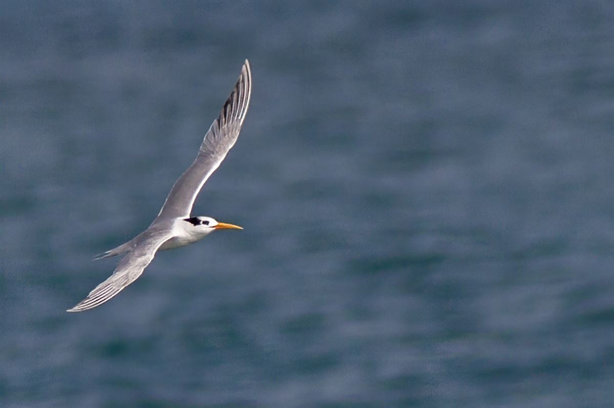 Lesser Crested Tern