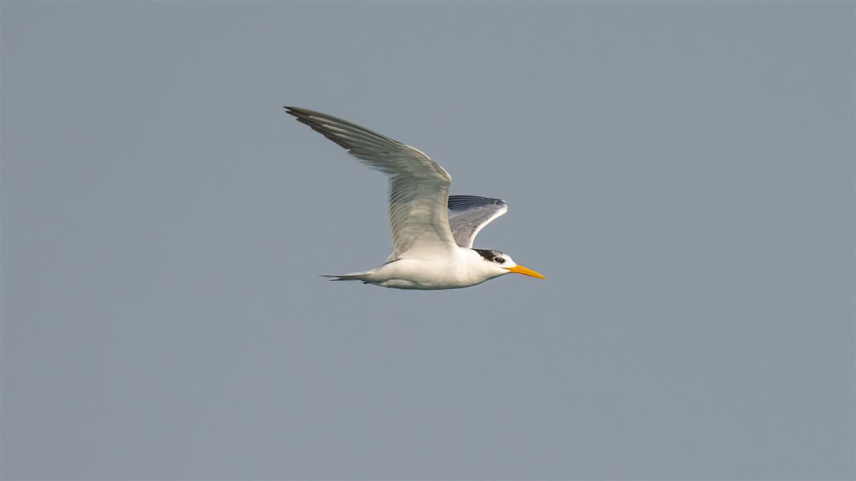 Lesser Crested Tern