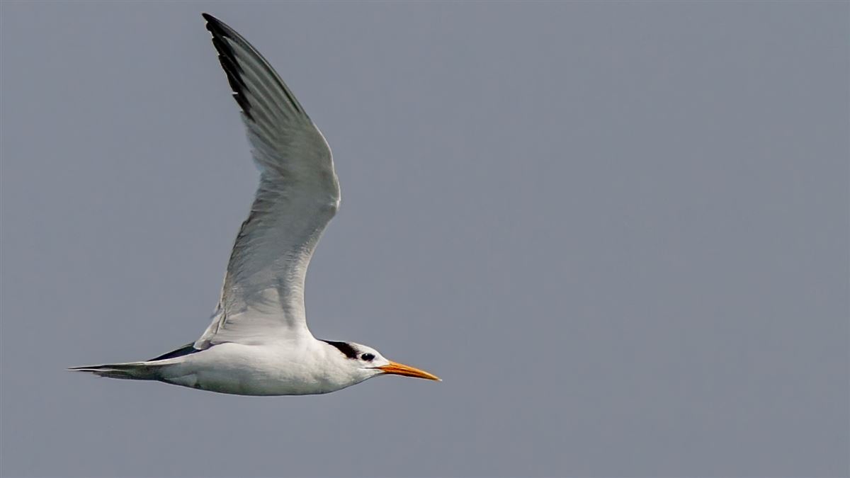 Lesser Crested Tern