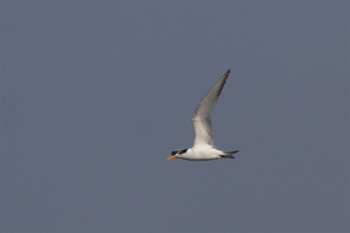 Lesser Crested Tern