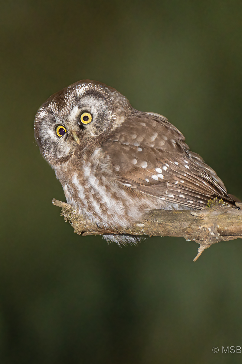 Boreal Owl