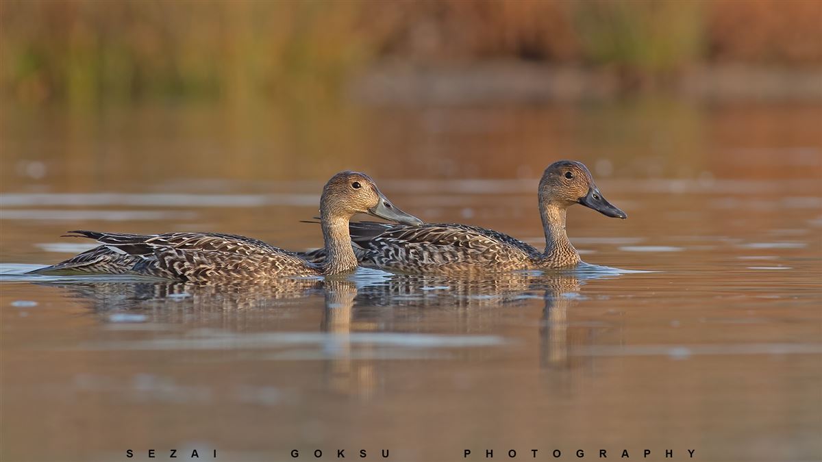Northern Pintail