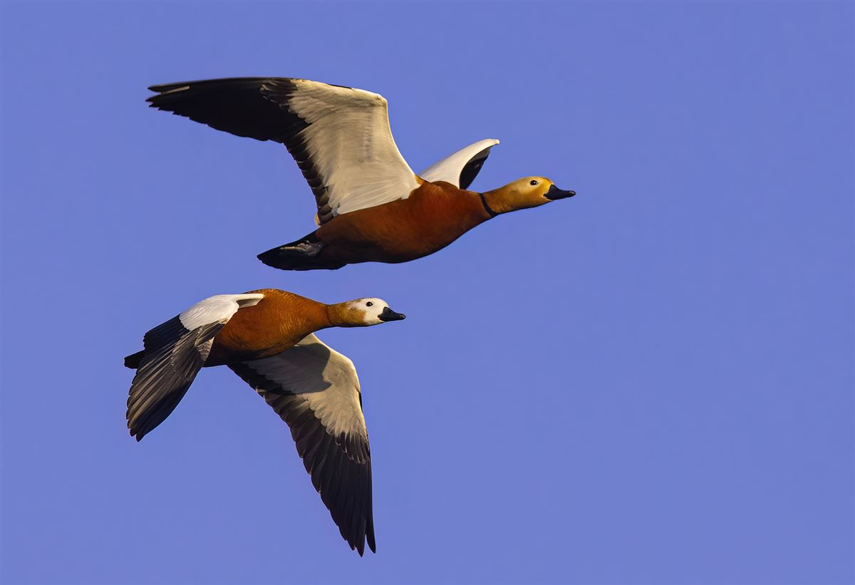 Ruddy Shelduck