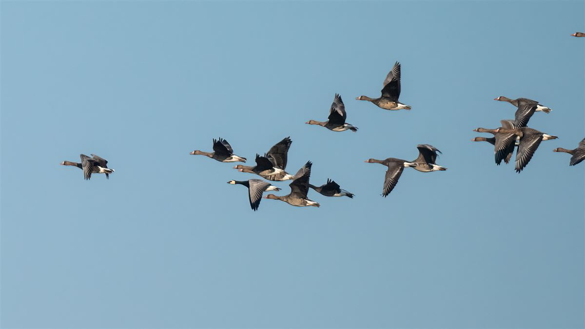 Barnacle Goose