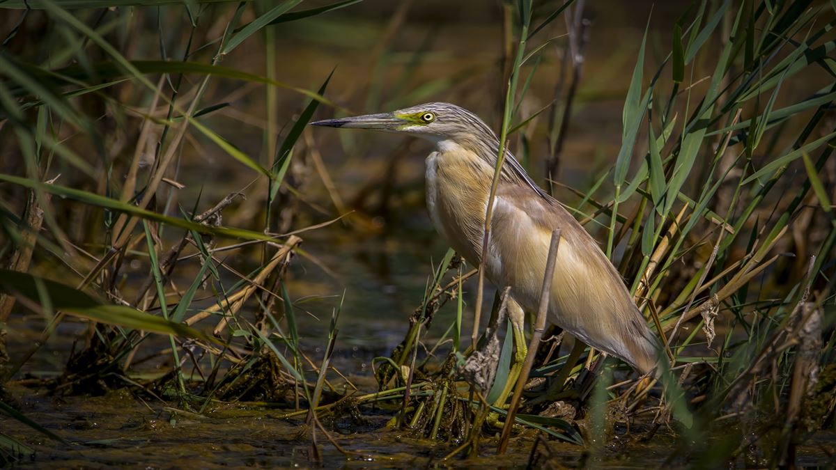Squacco Heron
