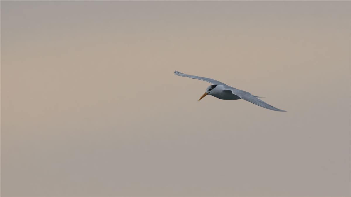 Lesser Crested Tern