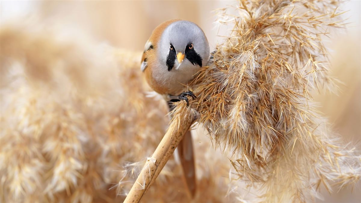 Bearded Reedling