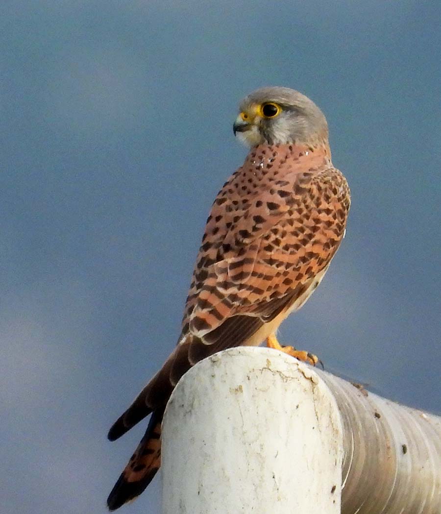 Common Kestrel