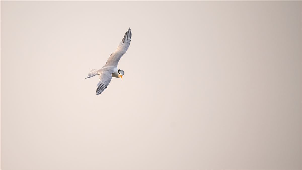 Lesser Crested Tern