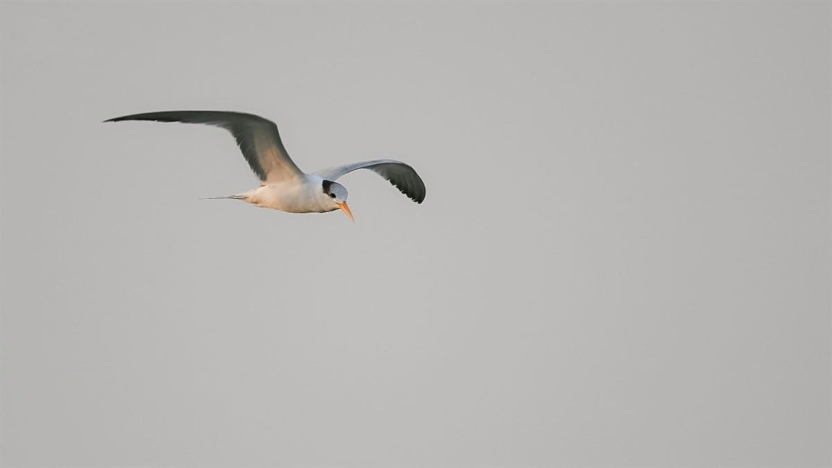 Lesser Crested Tern