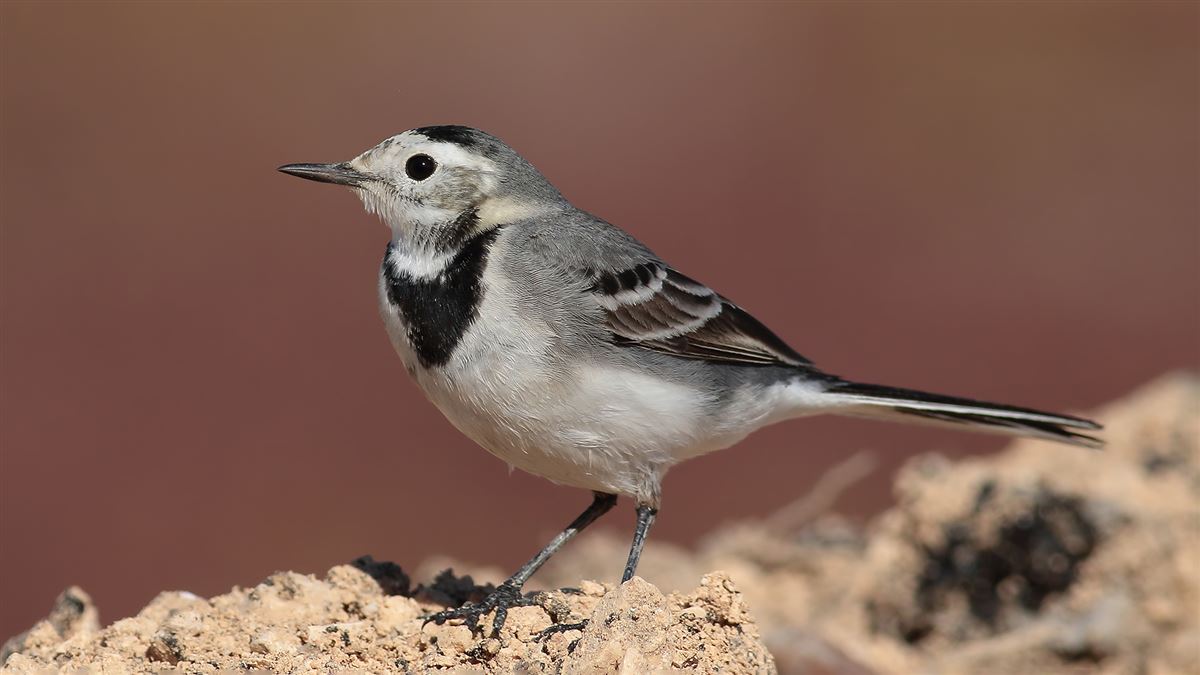 White Wagtail
