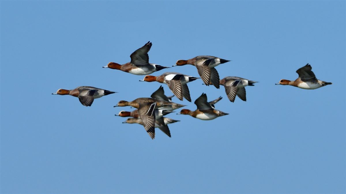 Eurasian Wigeon