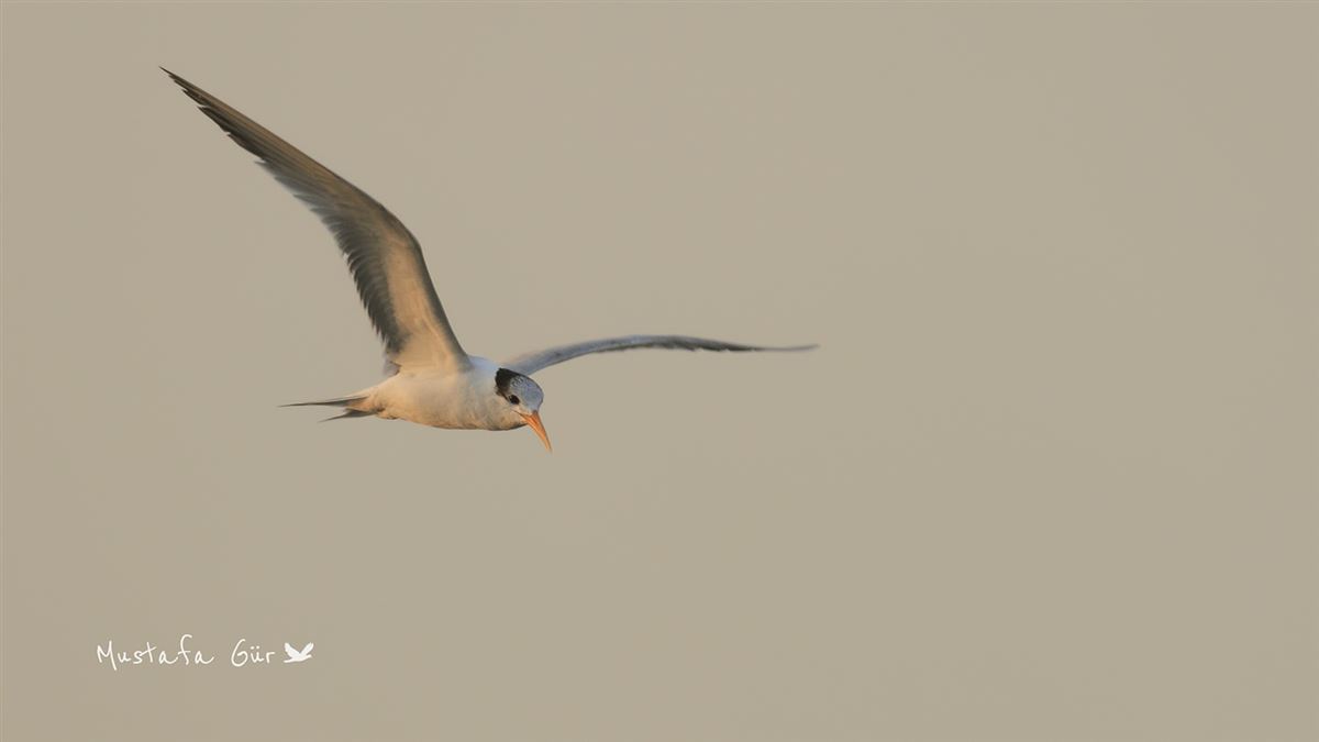 Lesser Crested Tern