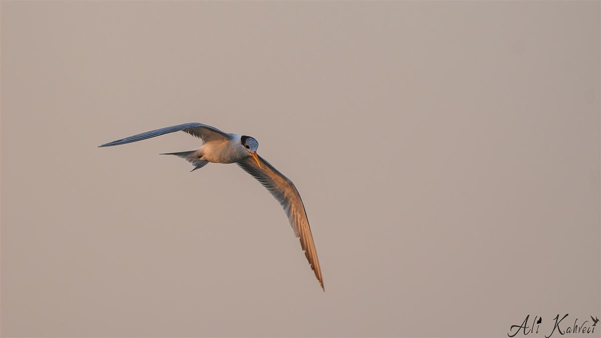 Lesser Crested Tern