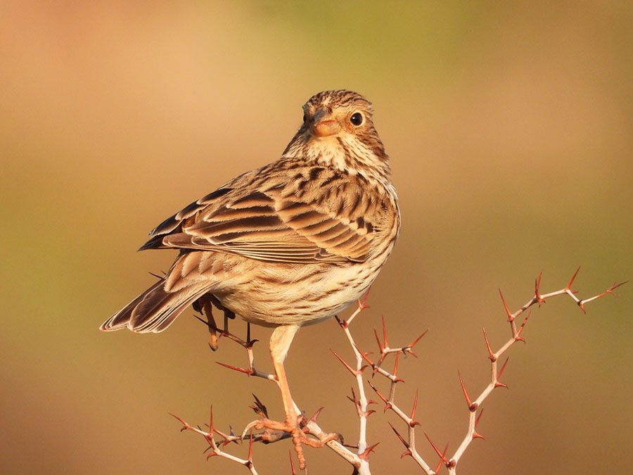 Corn Bunting