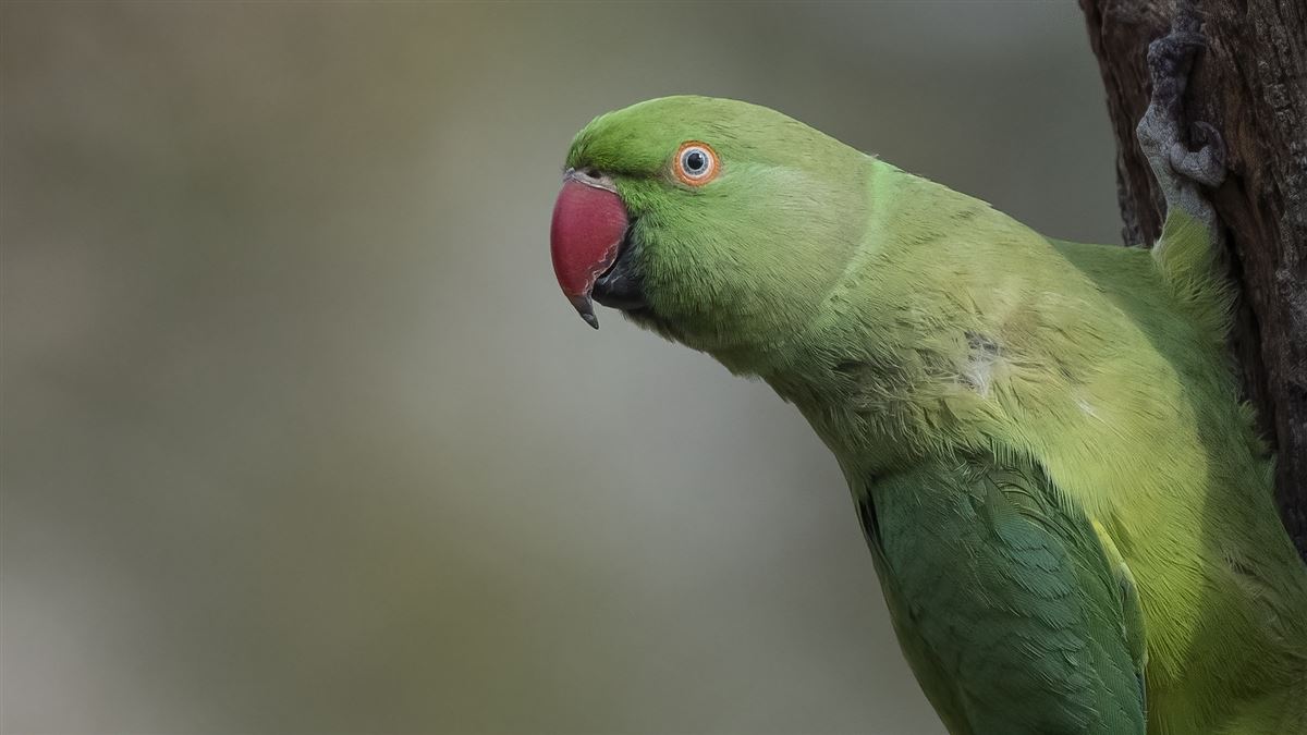 Rose-ringed Parakeet