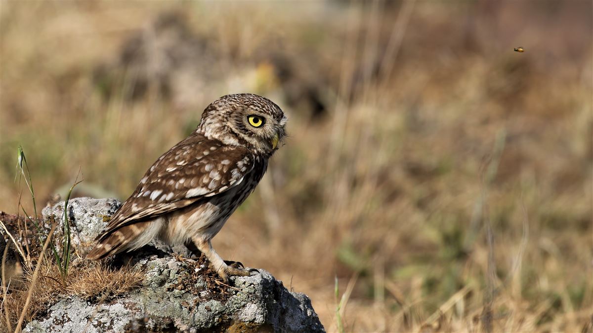 Little Owl