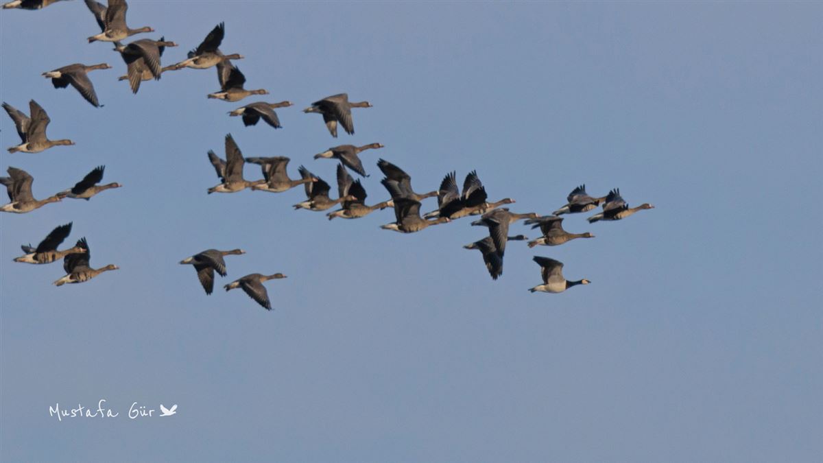 Barnacle Goose
