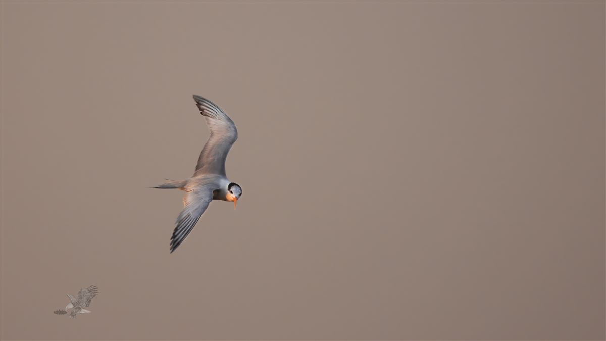 Lesser Crested Tern