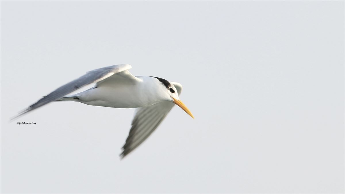 Lesser Crested Tern