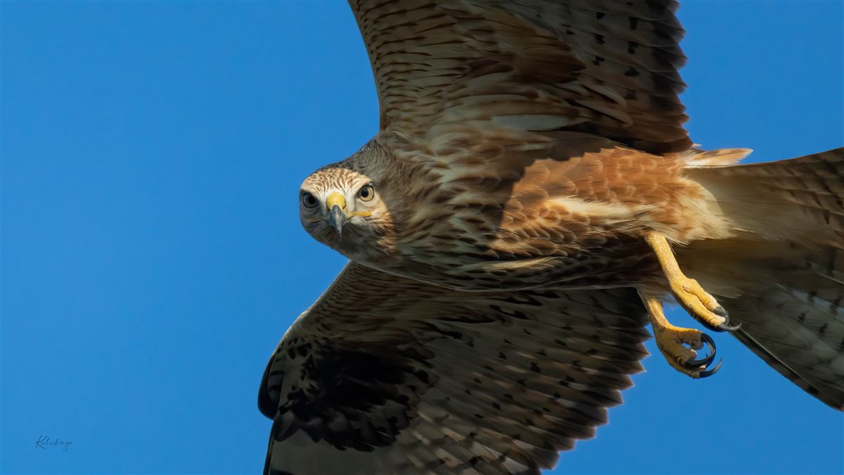 Long-legged Buzzard