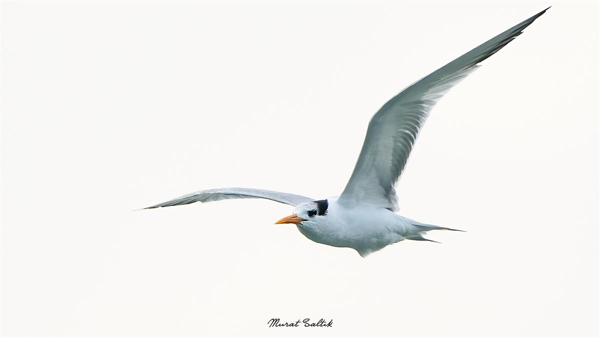 Lesser Crested Tern