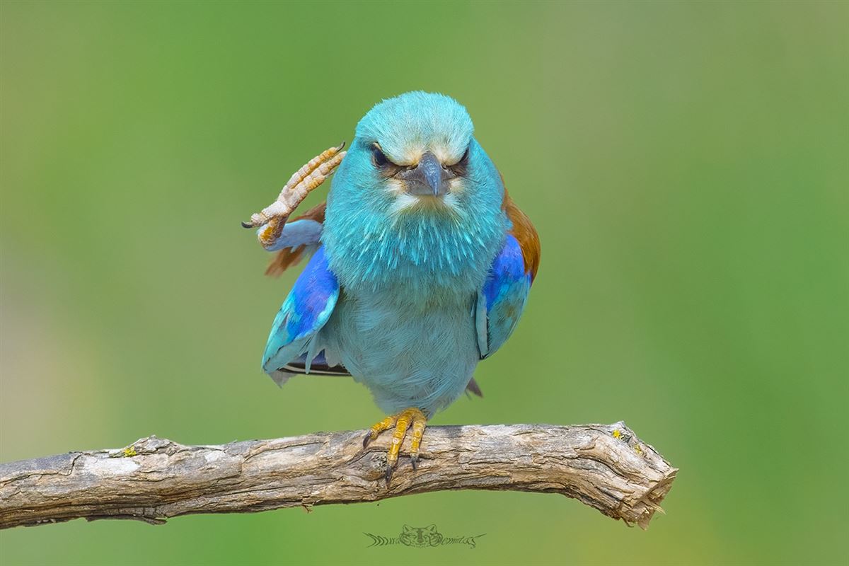 European Roller
