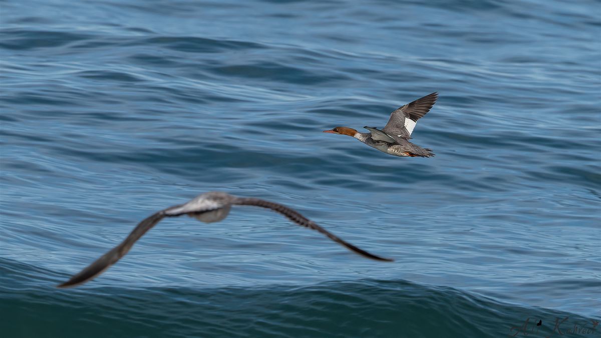 Common Merganser